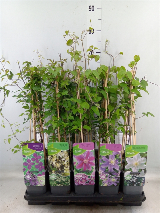 <h4>Clematis   ...</h4>
