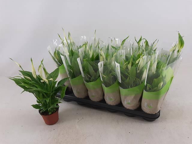 <h4>SPATH CHOPIN</h4>