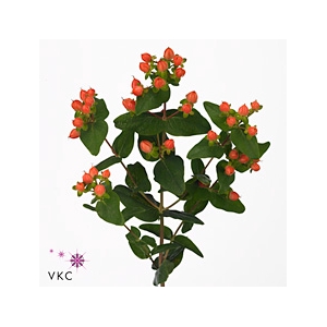 HYPERICUM APRICOT