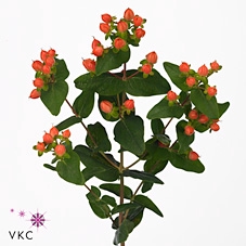 HYPERICUM APRICOT