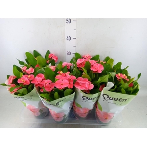 Euphorbia milii 'Charlotte'