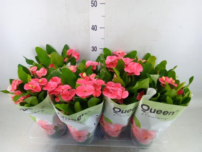 <h4>Euphorbia milii 'Charlotte'</h4>