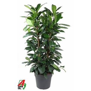 Ficus Cyatistipula 3PP P34