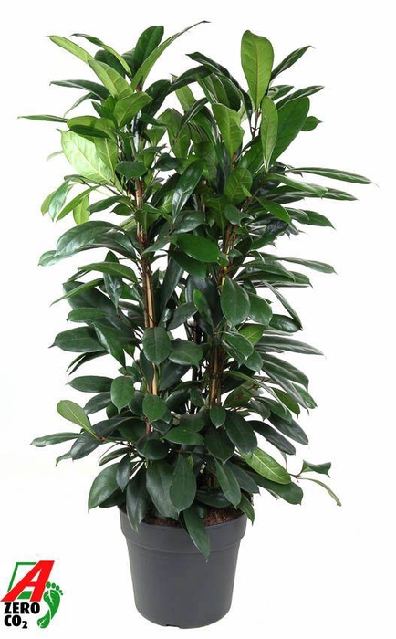 <h4>Ficus Cyatistipula 3PP P34</h4>