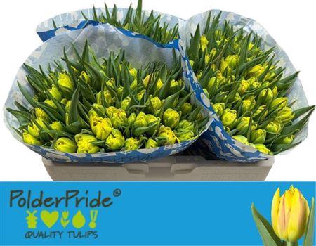 <h4>Tu Du Monsella</h4>