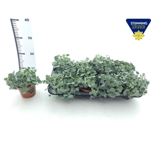 SEDUM SIEBOLDII