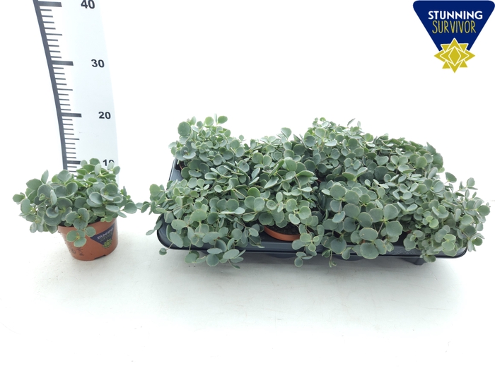 <h4>SEDUM SIEBOLDII</h4>