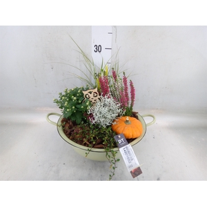 Arr.   Tuinplanten L%