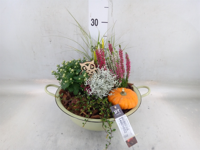 <h4>Arr.   Tuinplanten L%</h4>