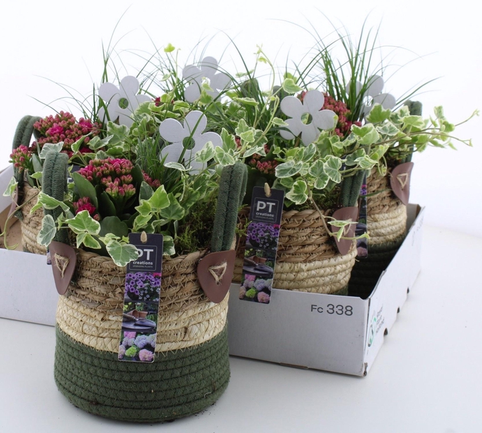 <h4>ARR TUINPLANTEN</h4>