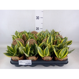 Sansevieria trifa.   ...