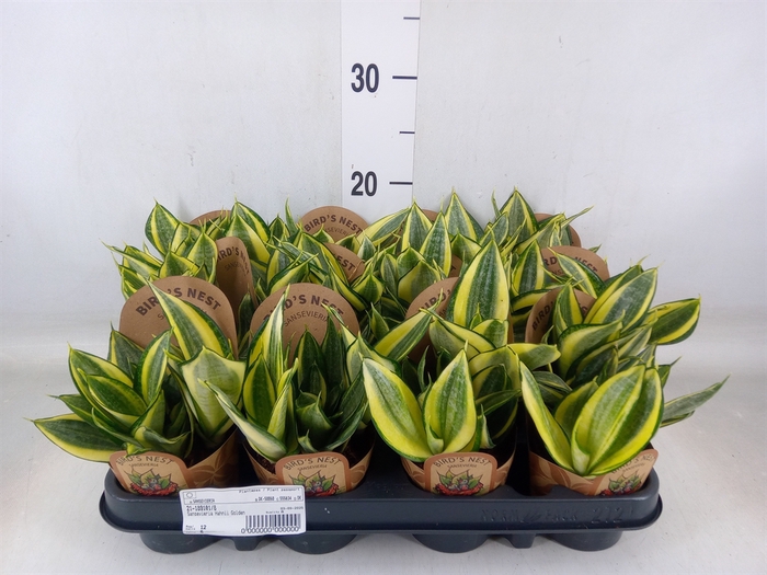 <h4>Sansevieria trifa.   ...</h4>