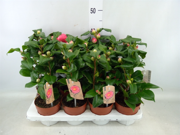 <h4>Camellia japonica 'Dr King'</h4>