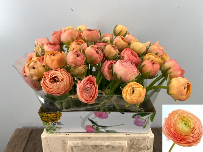 <h4>RAN EL SALMON</h4>