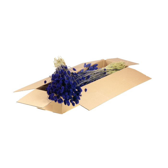 <h4>Phalaris Sb Purple</h4>