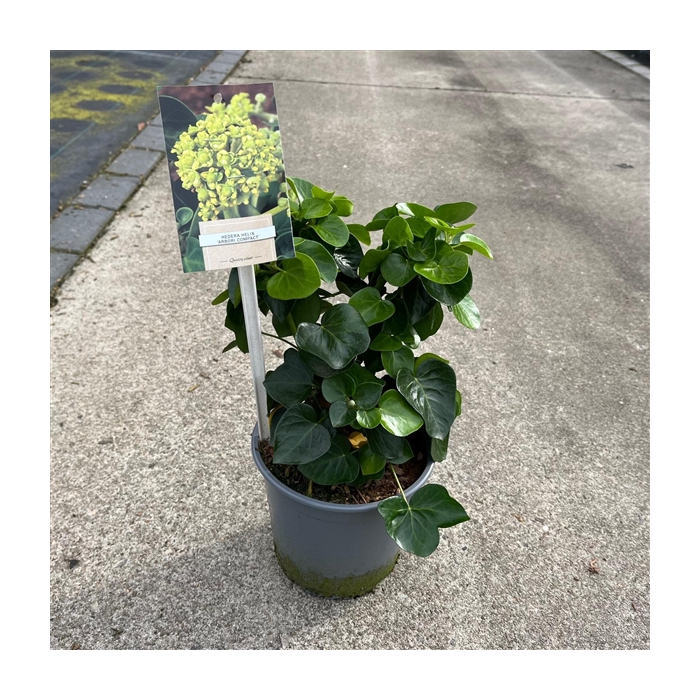 <h4>Hedera helix 'Arbori Compact'</h4>