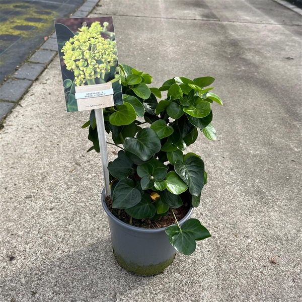 Hedera helix 'Arbori Compact'