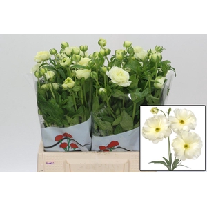 RAN BUTTERFLY GRACES