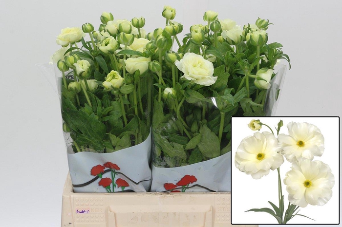 <h4>RAN BUTTERFLY GRACES</h4>