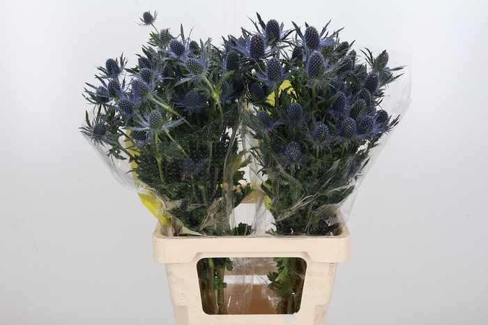<h4>Eryng Mag Blue Lagoo</h4>