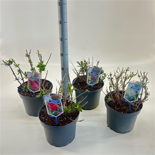 <h4>Buddleja d. Butt. Candy® mix P23 (minimum order one layer)</h4>