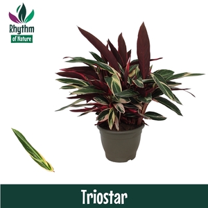 Calathea 32cm Triostar Rhythm of Nature