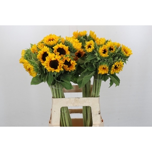 Helianthus Orange Fire