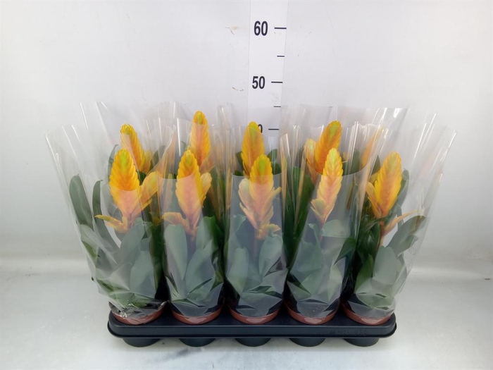 <h4>Vriesea  'Energy'</h4>