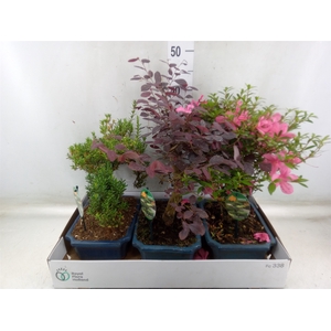 Bonsai   ...