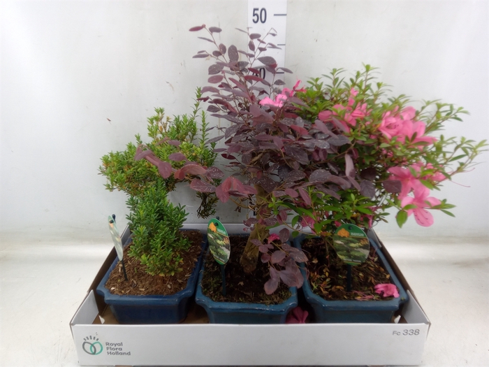 <h4>Bonsai   ...</h4>