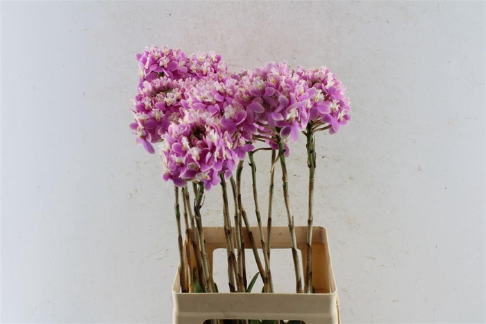 <h4>Epidendrum Pink</h4>