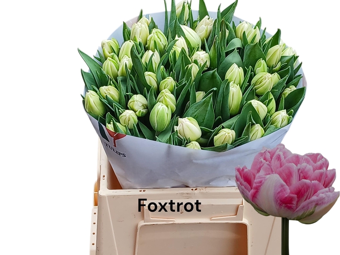 <h4>TU DU FOXTROT</h4>