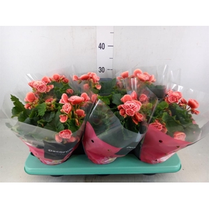 Begonia elat. DU 'Borias'