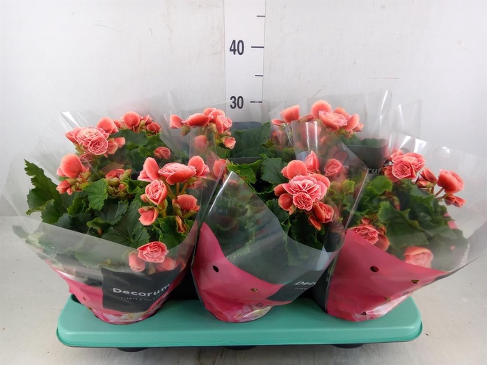 <h4>Begonia elat. DU 'Borias'</h4>