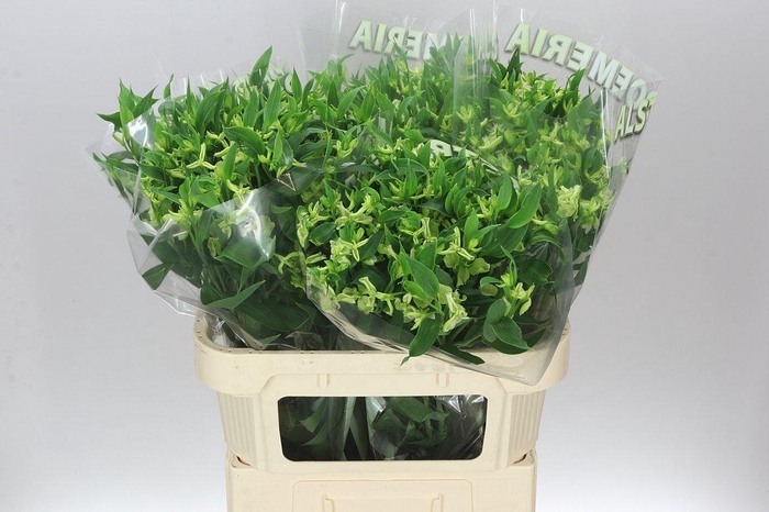 <h4>Alstro Charm Jade</h4>