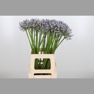 Agapanthus Overig Milka