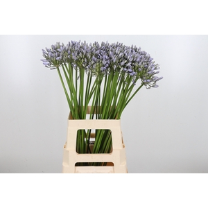 Agapanthus Overig Milka