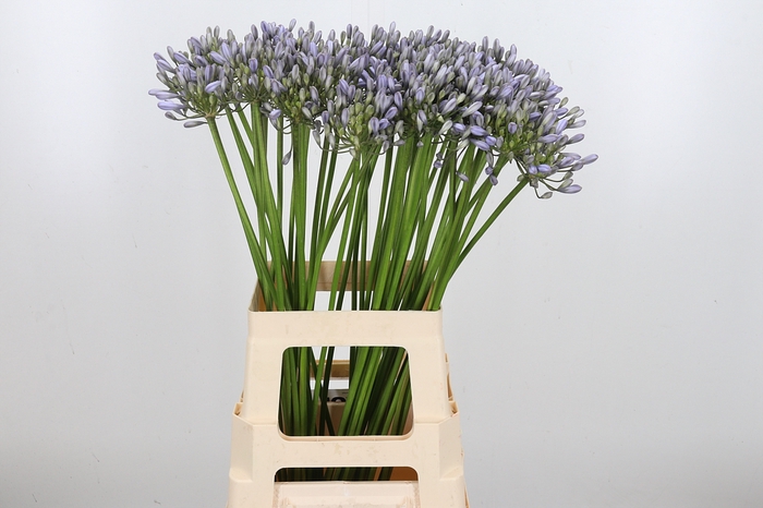 <h4>Agapanthus Overig</h4>