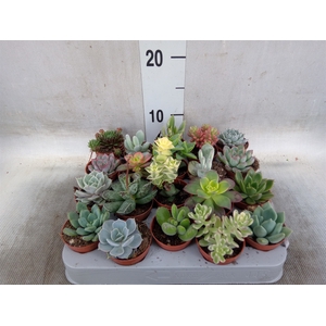 Succulents   ...