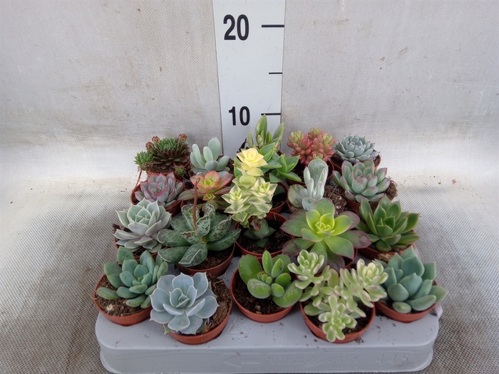 <h4>Succulents   ...</h4>