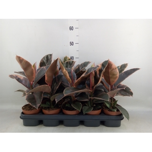 Ficus elastica 'Belize'