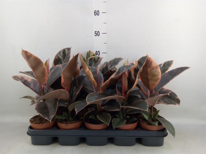 <h4>Ficus elastica 'Belize'</h4>