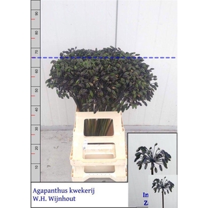 AGAP INTERMEDIUS