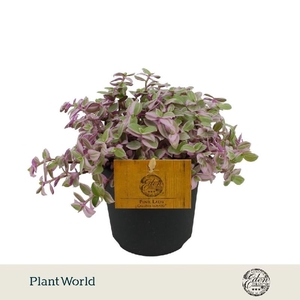 Callisia Rosato Pink Lady