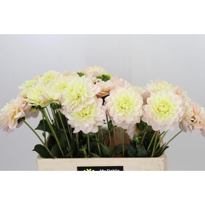 Dahlia Dianas Memory