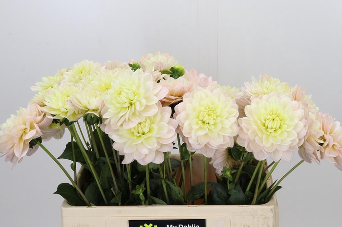 <h4>Dahlia Dianas Memory</h4>