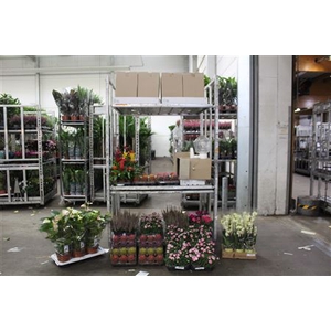 ** Aanb** Plant Mix **138stk** Pm 9 - Pm17