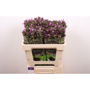 Phlox Pb Violet Eyes