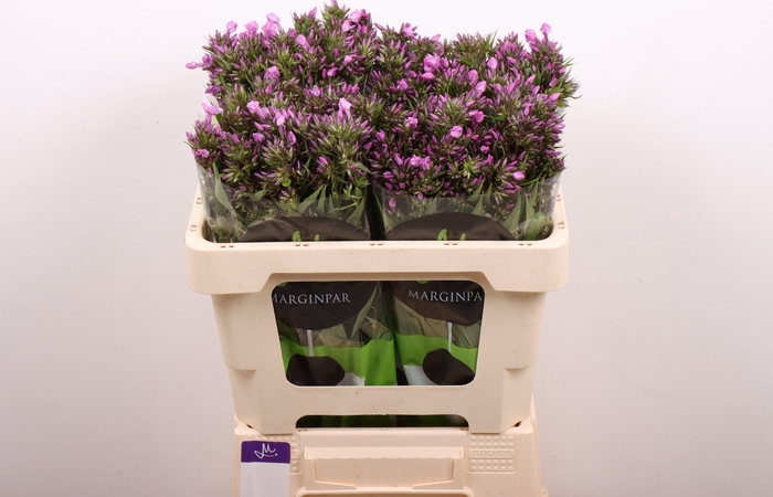 <h4>Phlox Pb Violet Eyes</h4>