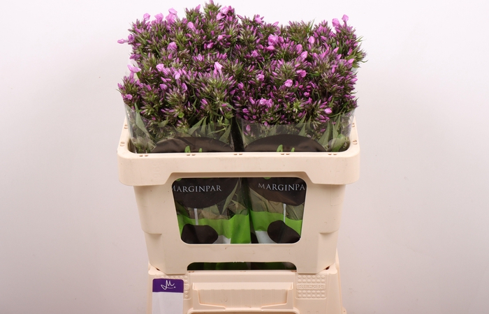 <h4>Phlox Pb Violet Eyes</h4>